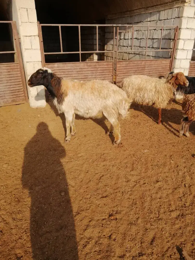 فروش|حیوانات مزرعه|تیران, |دیوار