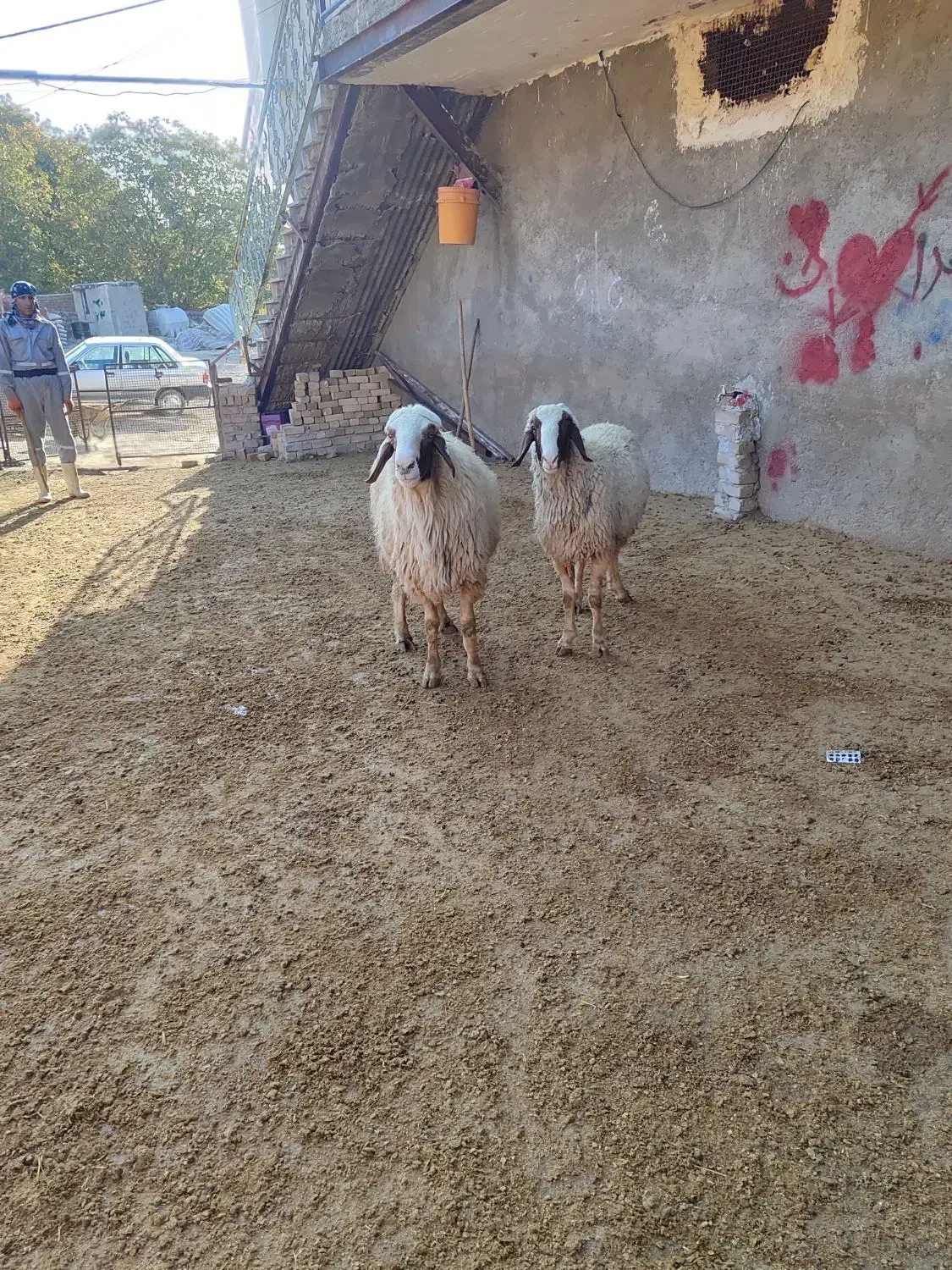 دورس قوچ سنجابی اصیل|حیوانات مزرعه|بروجرد, |دیوار