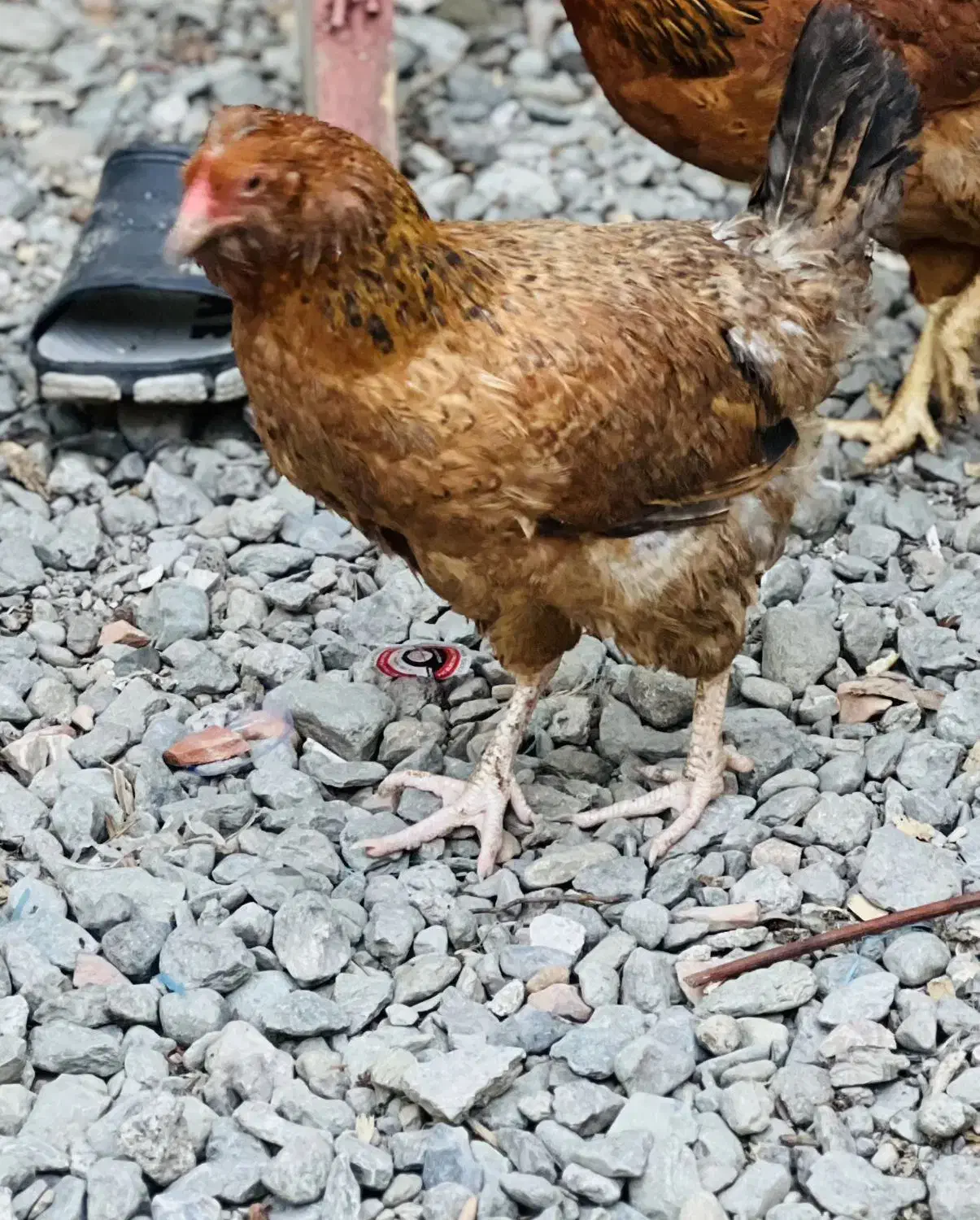 نیمچه گلین مرغ و خروس کارچ شو اصل کاکل|حیوانات مزرعه|کردکوی, |دیوار