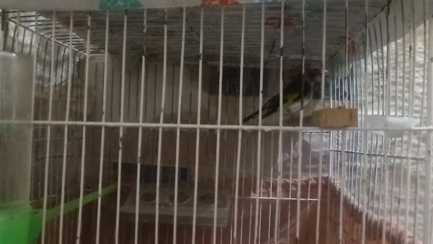 سهره نر|پرنده|بستان آباد, |دیوار