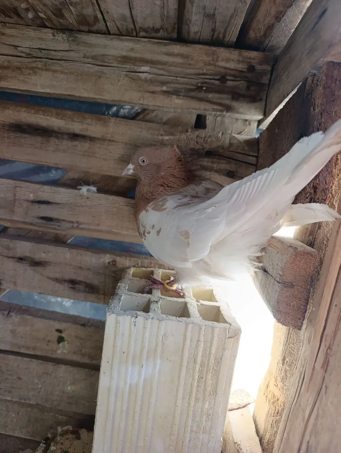 کبوتر|پرنده|آباده, |دیوار