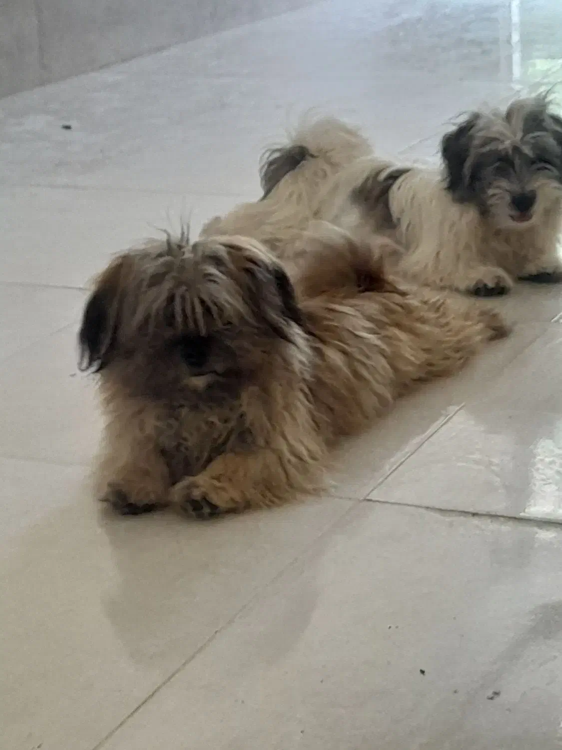 اشپیز تریر|سگ|شیراز, دباغ خانه|دیوار