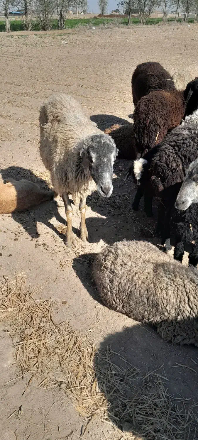 بره بزغاله قوچ|حیوانات مزرعه|جوادآباد, |دیوار