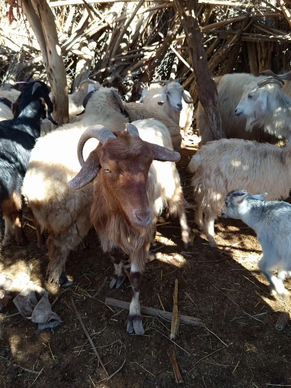 بز و کره|حیوانات مزرعه|ارزوئیه, |دیوار