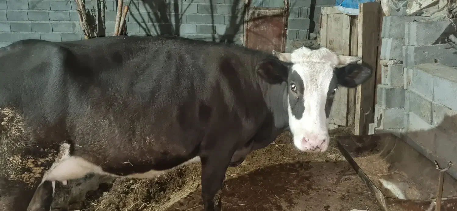 گاو و گوساله|حیوانات مزرعه|بجنورد, |دیوار