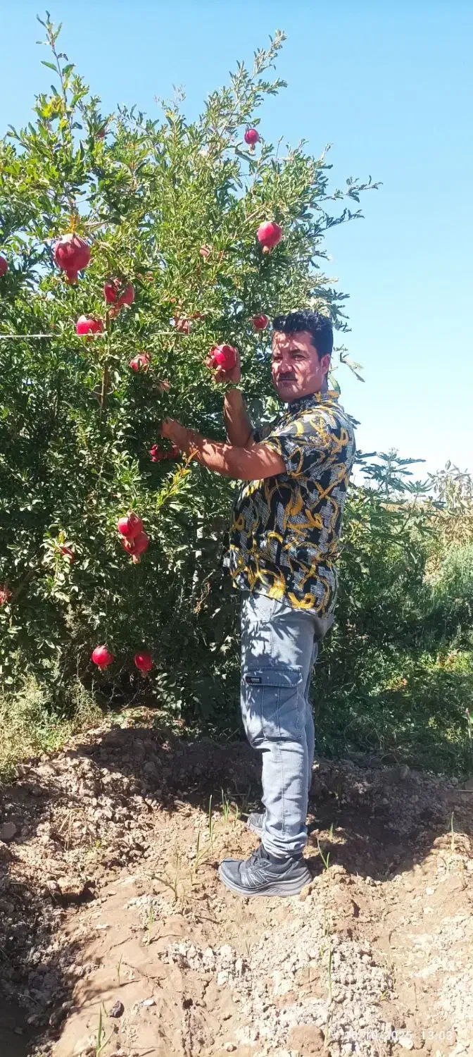 نهال انار صادراتی باکیفیت|خدمات باغبانی و درختکاری|گناباد, |دیوار