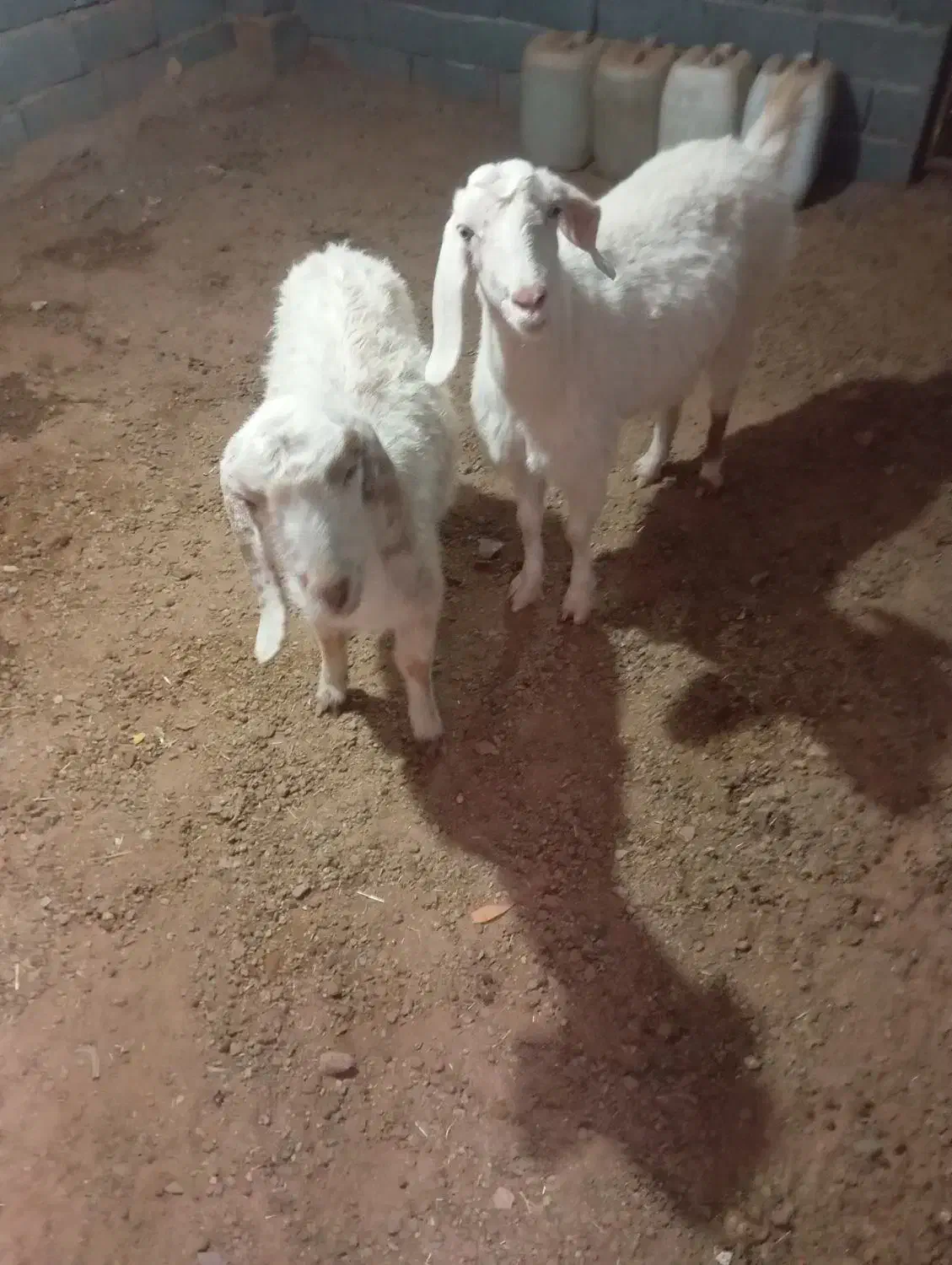 دوتابز خیلی خوشگل خردوتا اویس|حیوانات مزرعه|تربت جام, جلگه موسی آباد|دیوار