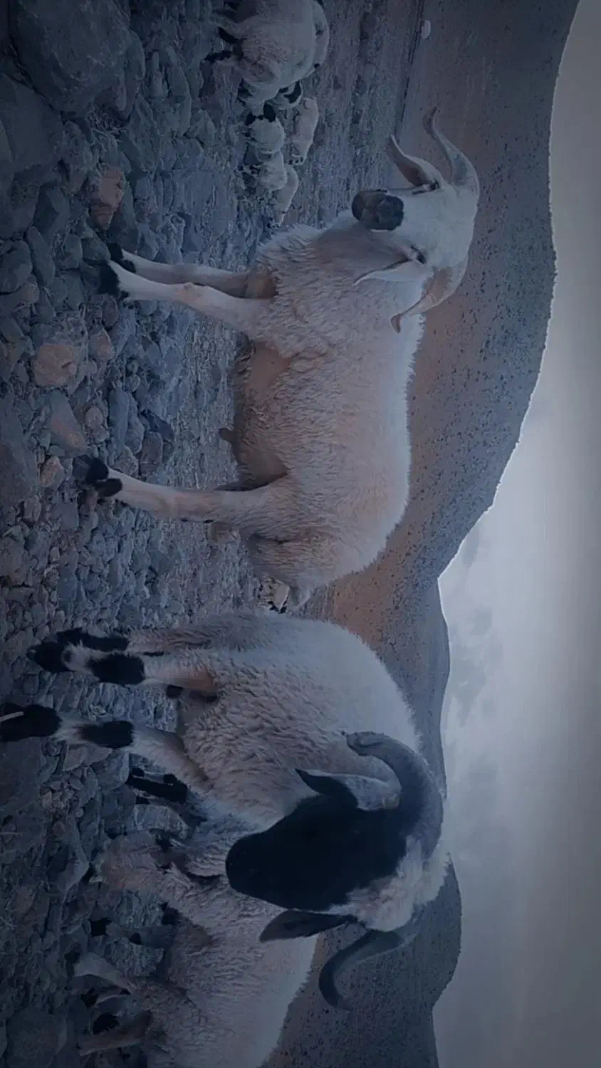 بره ماده عراقی|حیوانات مزرعه|سمیرم, |دیوار