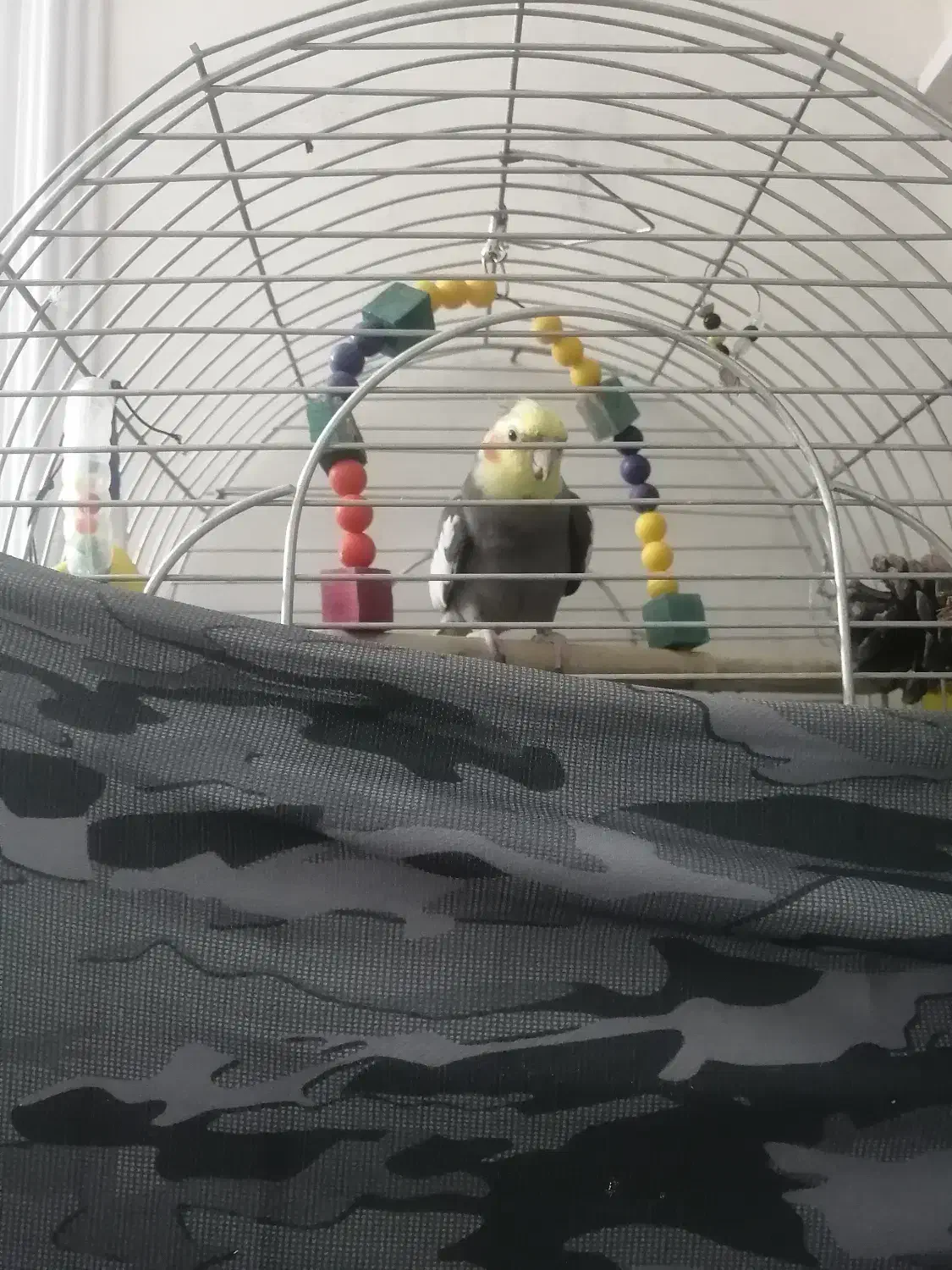 حیوانات خانگی|پرنده|گلپایگان, |دیوار