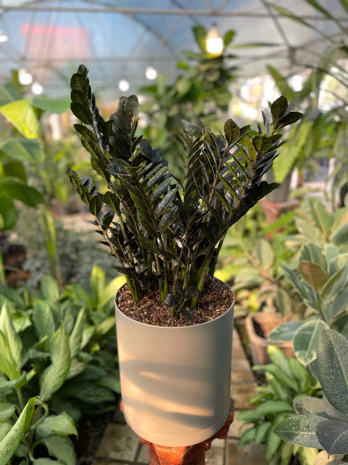 گلخونه گاردن سیتی آپارتمانی|گل و گیاه طبیعی|محمودآباد, |دیوار