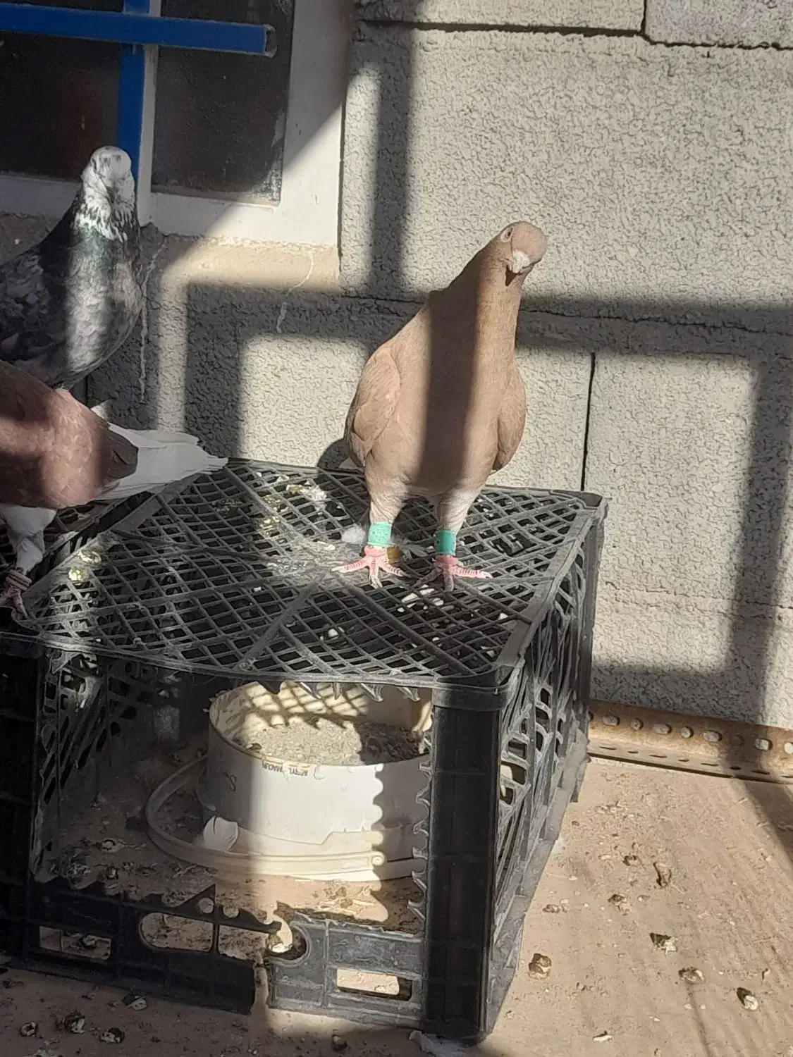 کفتر|پرنده|خمینی‌شهر, |دیوار