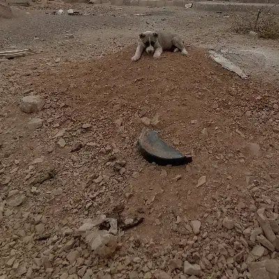 کته سرابی|سگ|شاهرود, |دیوار