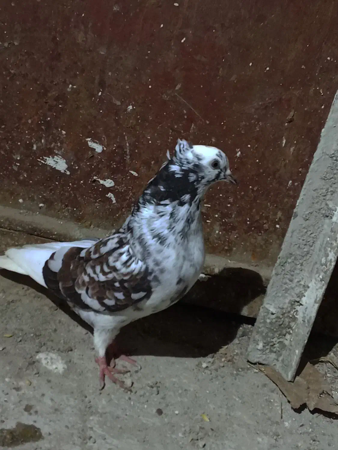 کبوتر پرشی|پرنده|رشت, توشیبا|دیوار