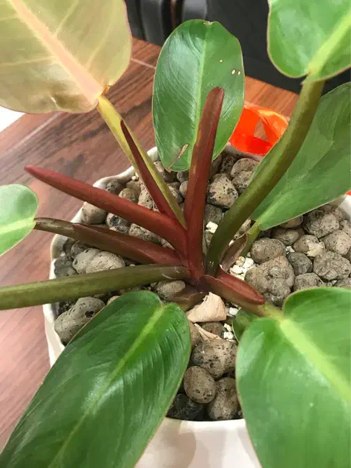 نیازمند پیک موتوری|استخدام خدمات فروشگاه و رستوران|رودهن, |دیوار