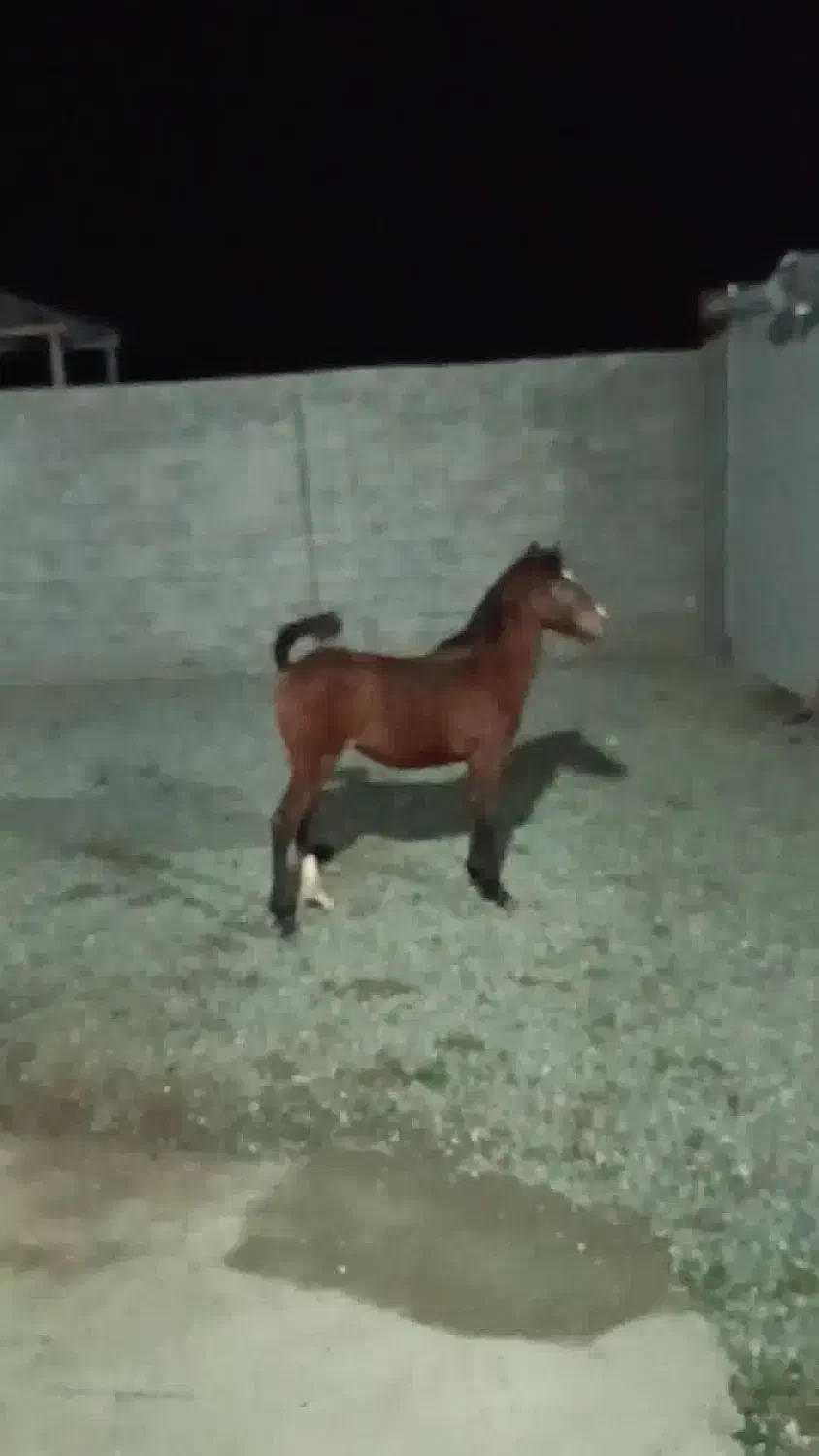 مادیان و کره مادیان|اسب و تجهیزات اسبسواری|صحنه, |دیوار