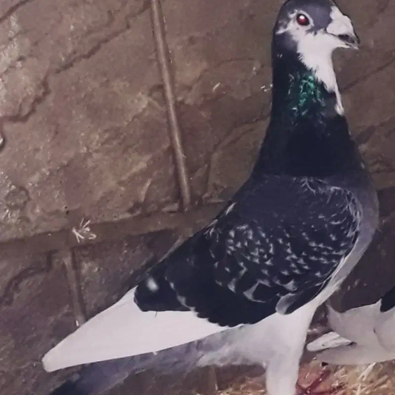 کبوتر گمشده|حیوانات|درمیان, |دیوار