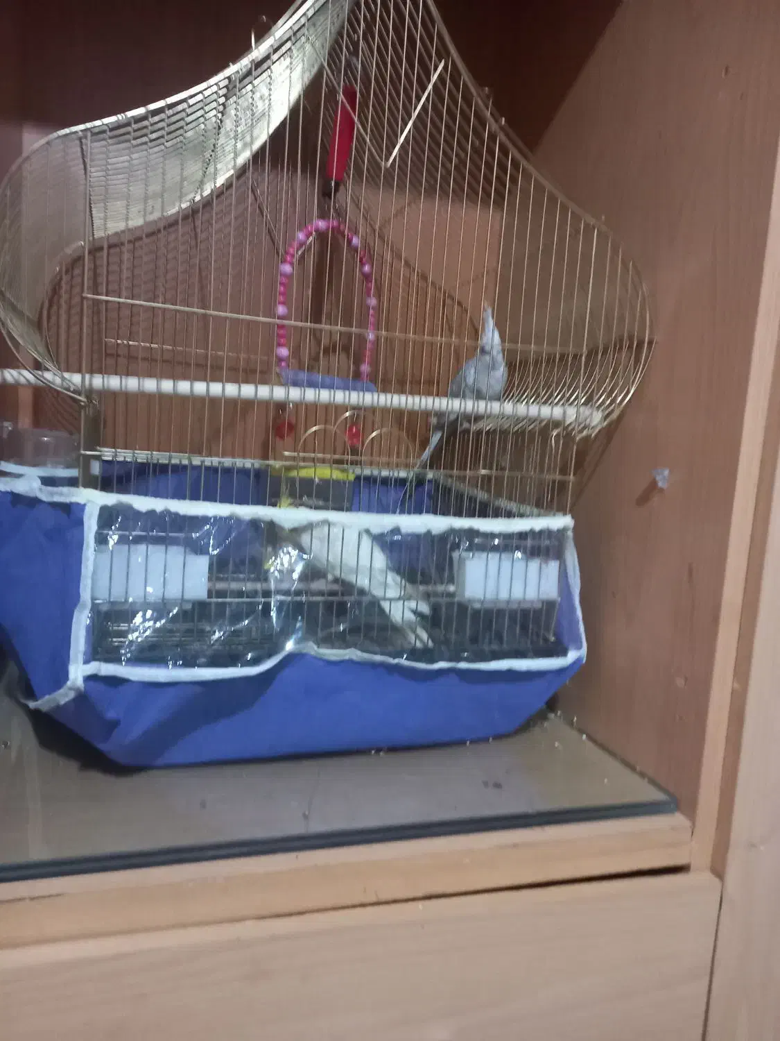 عروس هلندی نرو ماده|پرنده|سهند, |دیوار