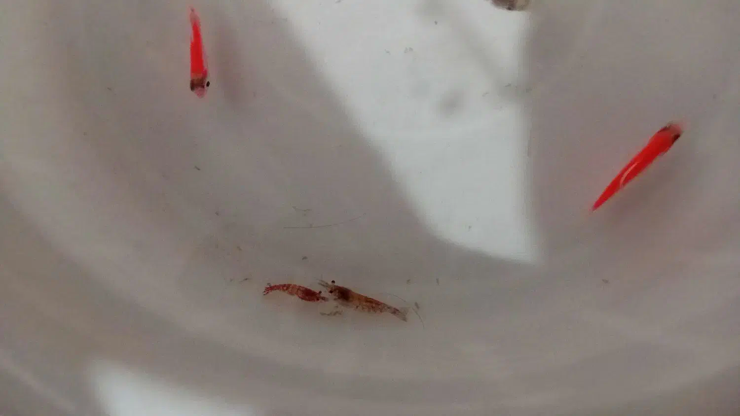 آکواریوم و ماهی|ماهی|ارومیه, |دیوار