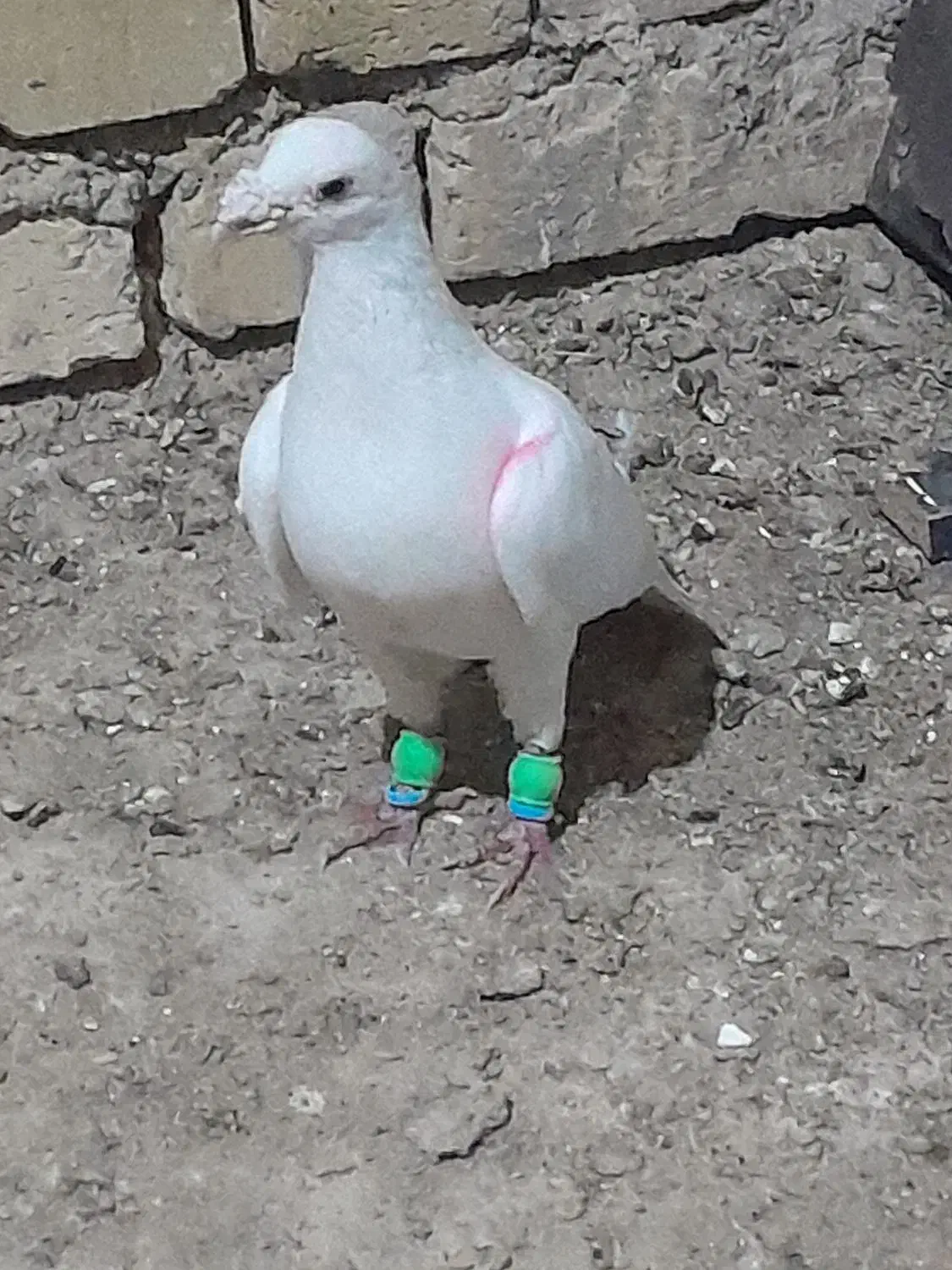 کبوتر پلاگی اصل ۴عدد|پرنده|دشتابی, |دیوار