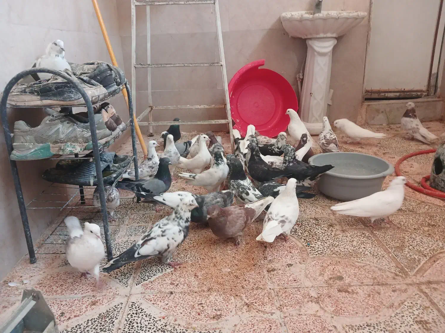 سلام تعدادی کفتر نرماده ساعت بالا پریده جواب داده|پرنده|شهریار, دهشاد پائین|دیوار