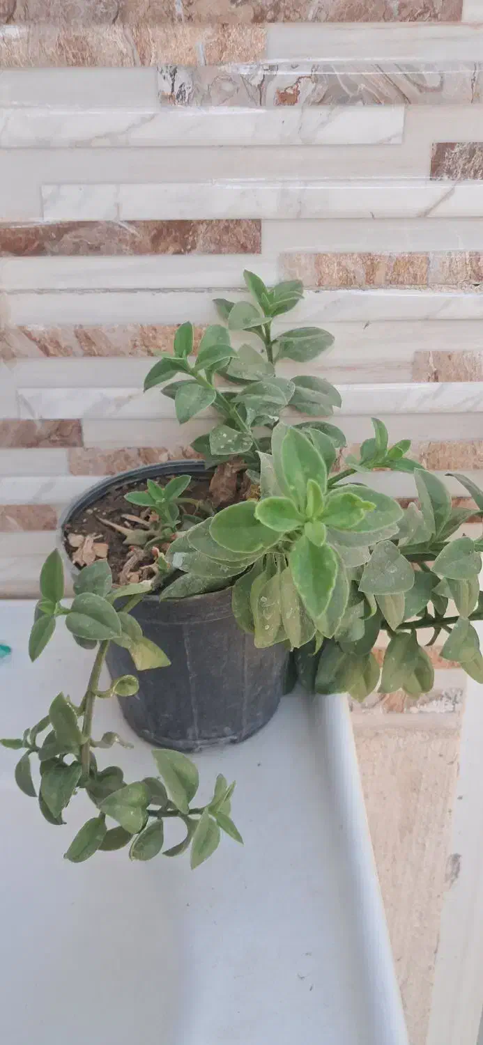 گل طبیعی یخ شاخ بزی|گل و گیاه طبیعی|مشهد, رباط طرق|دیوار