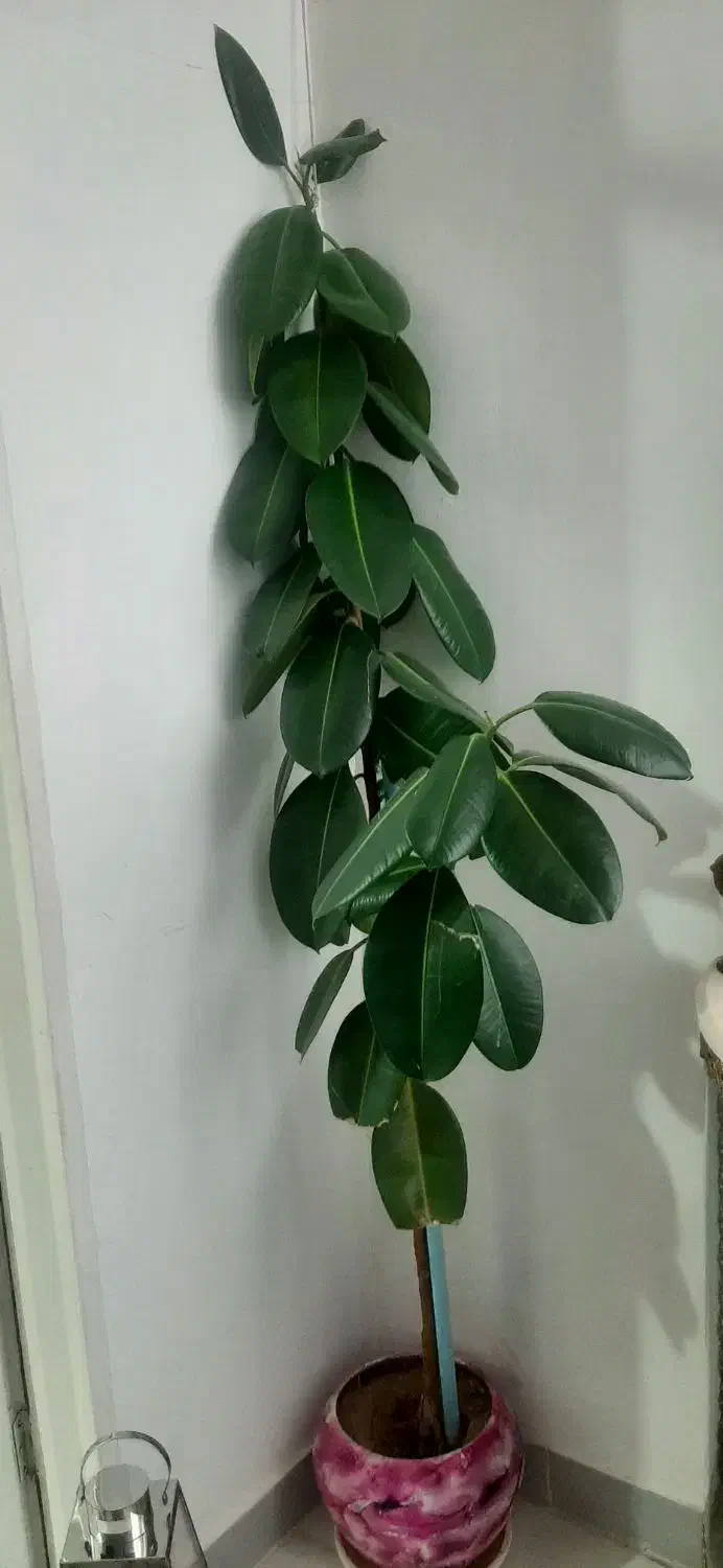 سلام گل طبیعی|گل و گیاه طبیعی|کرمانشاه, |دیوار