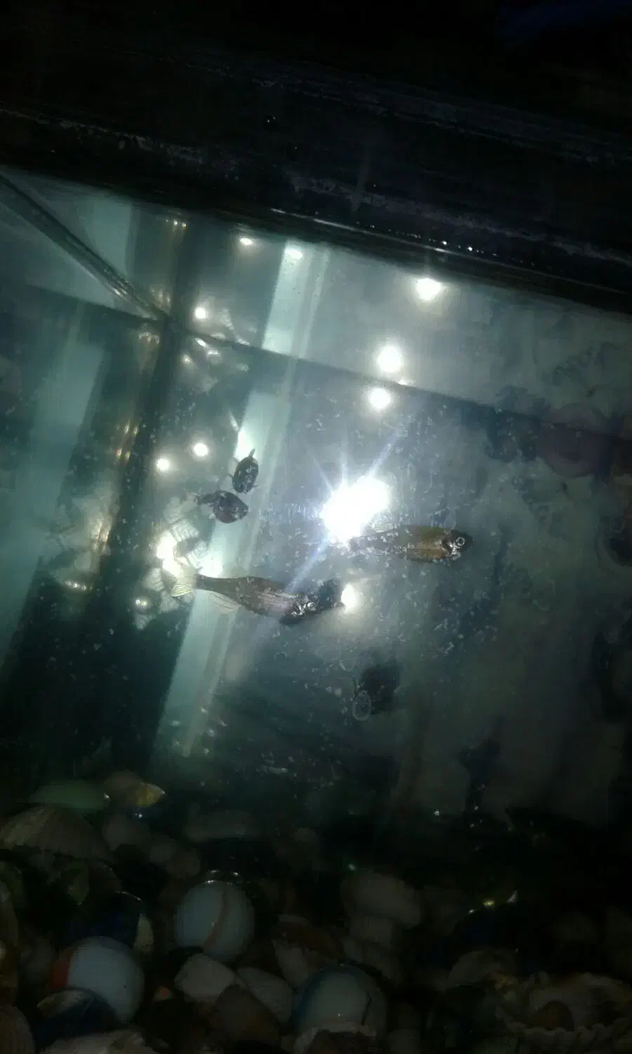 ماهی گپی ،مولی و زبرا|ماهی|دامغان, |دیوار