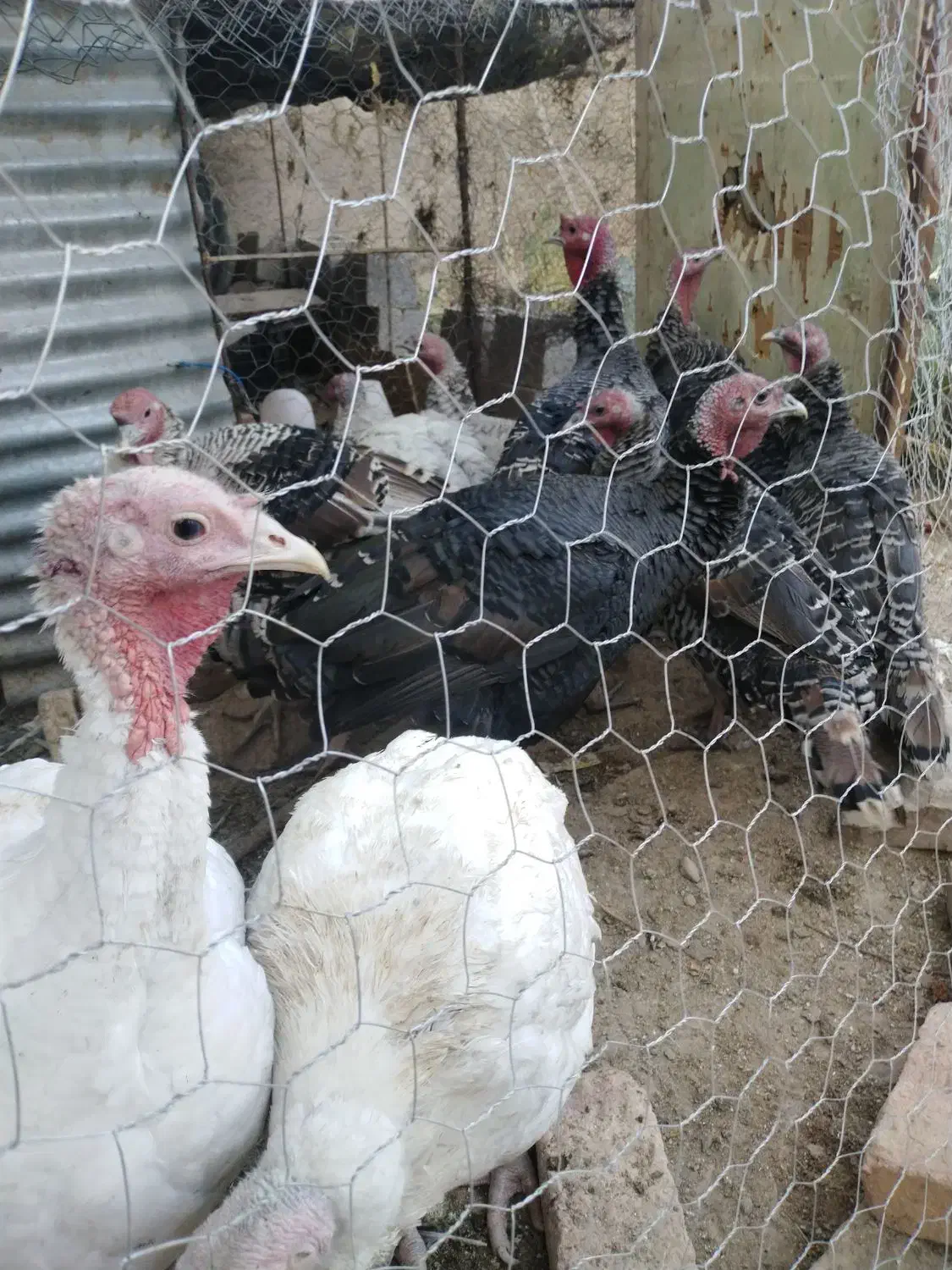 بوقلمون محلی و برنز|حیوانات مزرعه|بیرجند, |دیوار