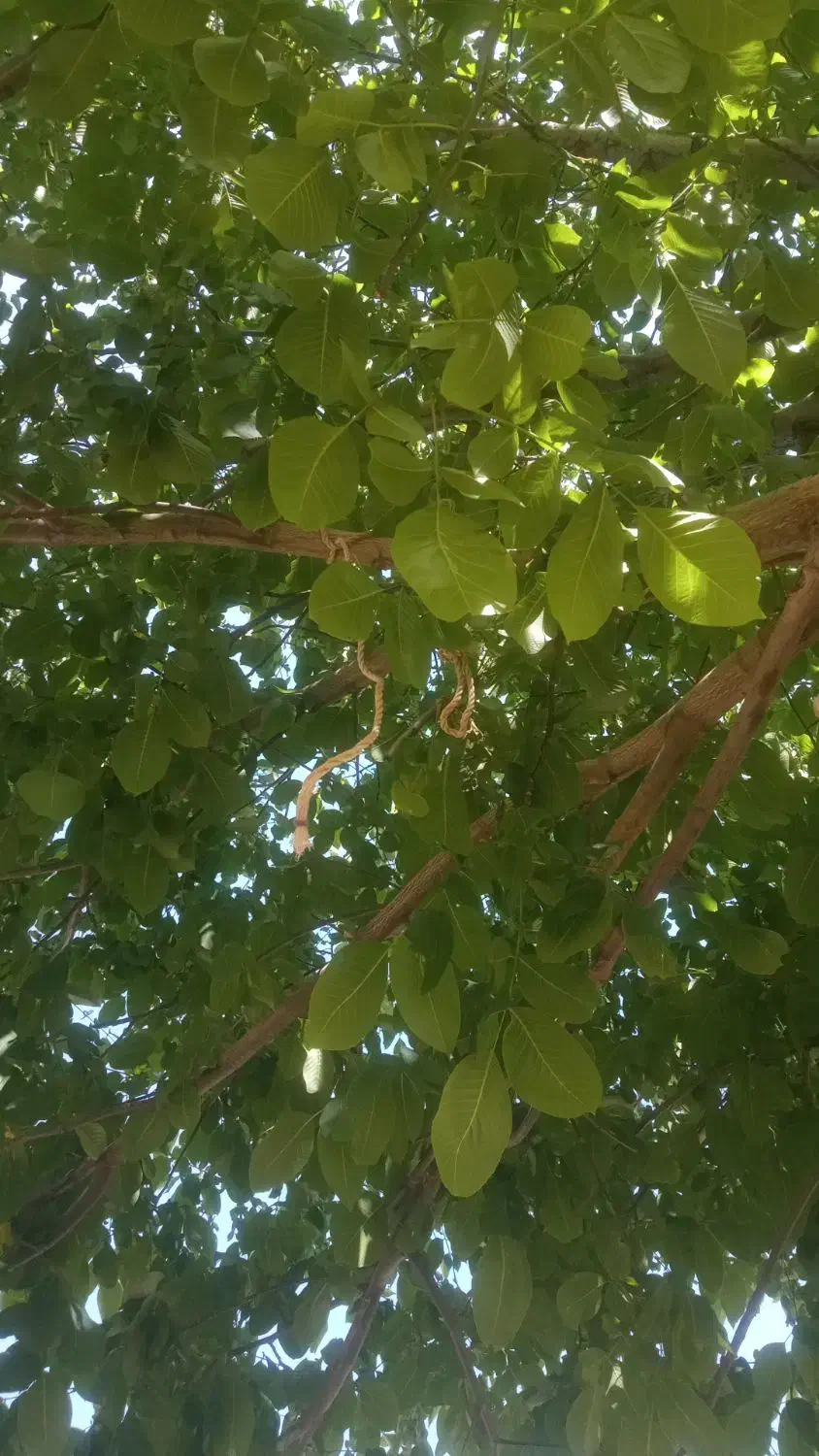 به یک چوپان برای گله نیازمندیم|استخدام سرایداری و نظافت|دزفول, |دیوار