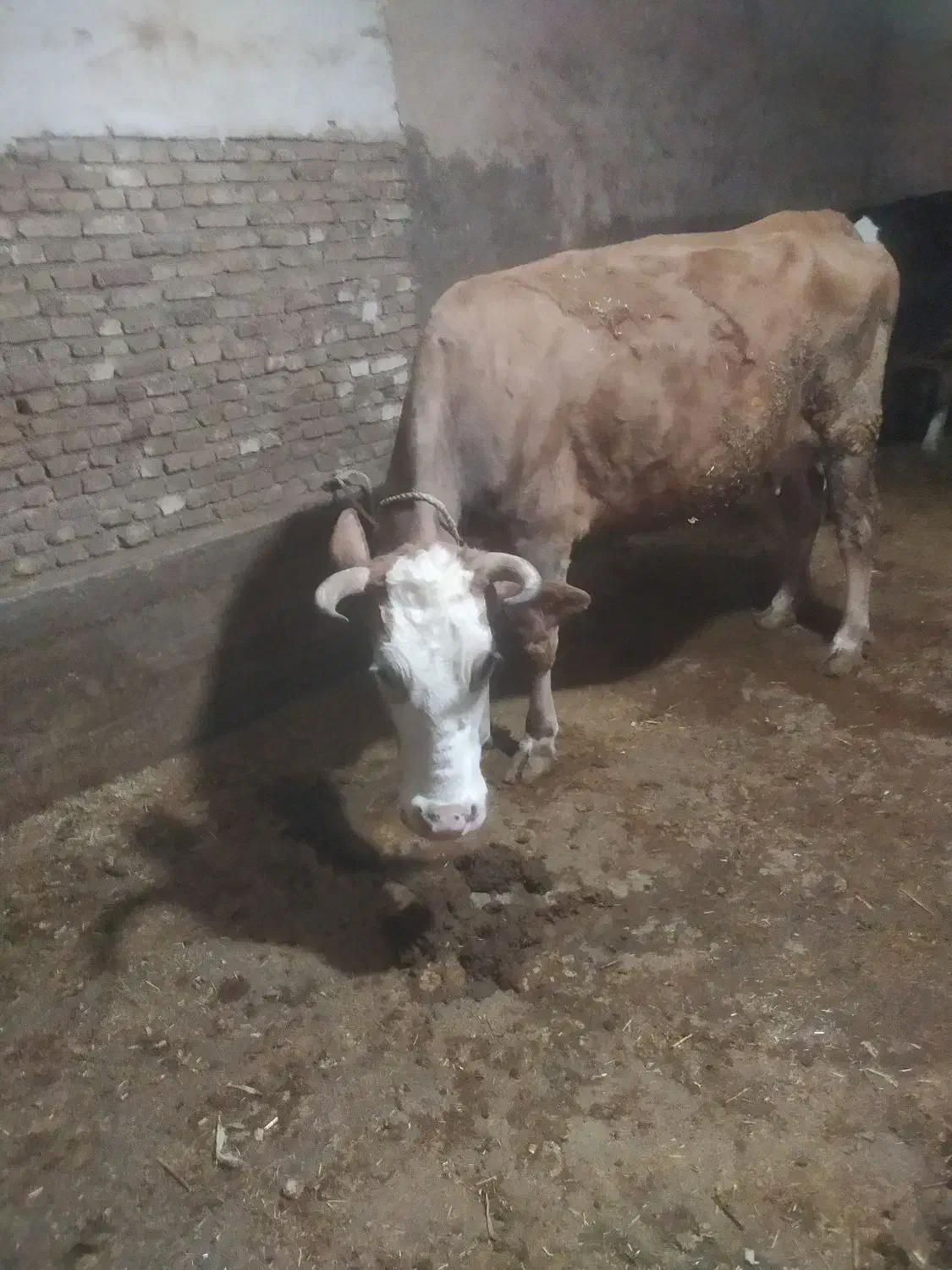 گاو|حیوانات مزرعه|فارسان, |دیوار