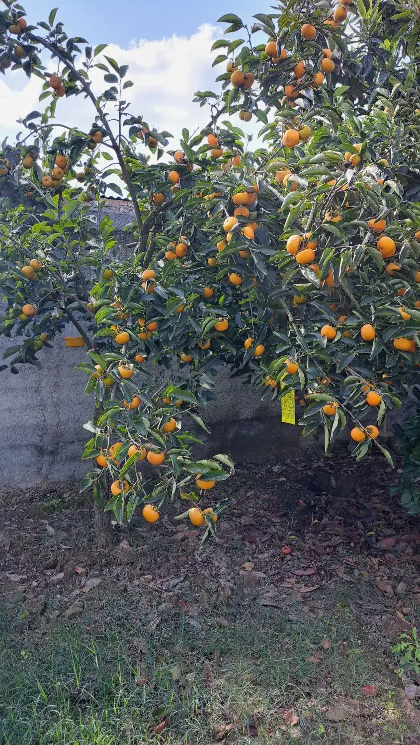 فروش پرتغال تامسون|عمدهفروشی|بهشهر, |دیوار