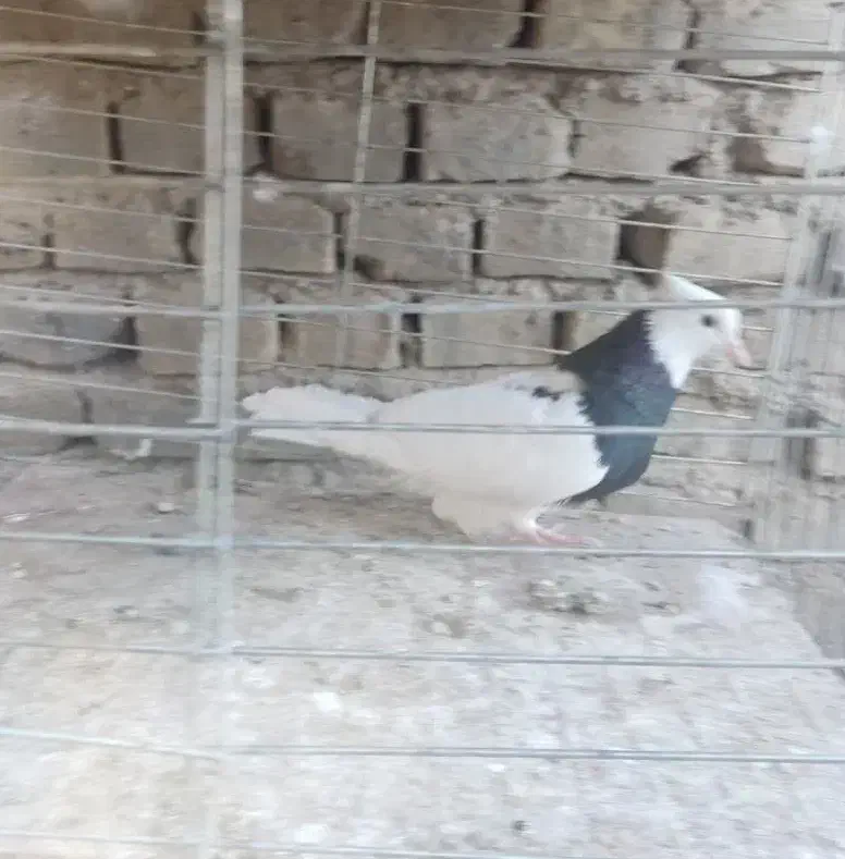 کبوتر پرشی خوب|پرنده|بافق, |دیوار