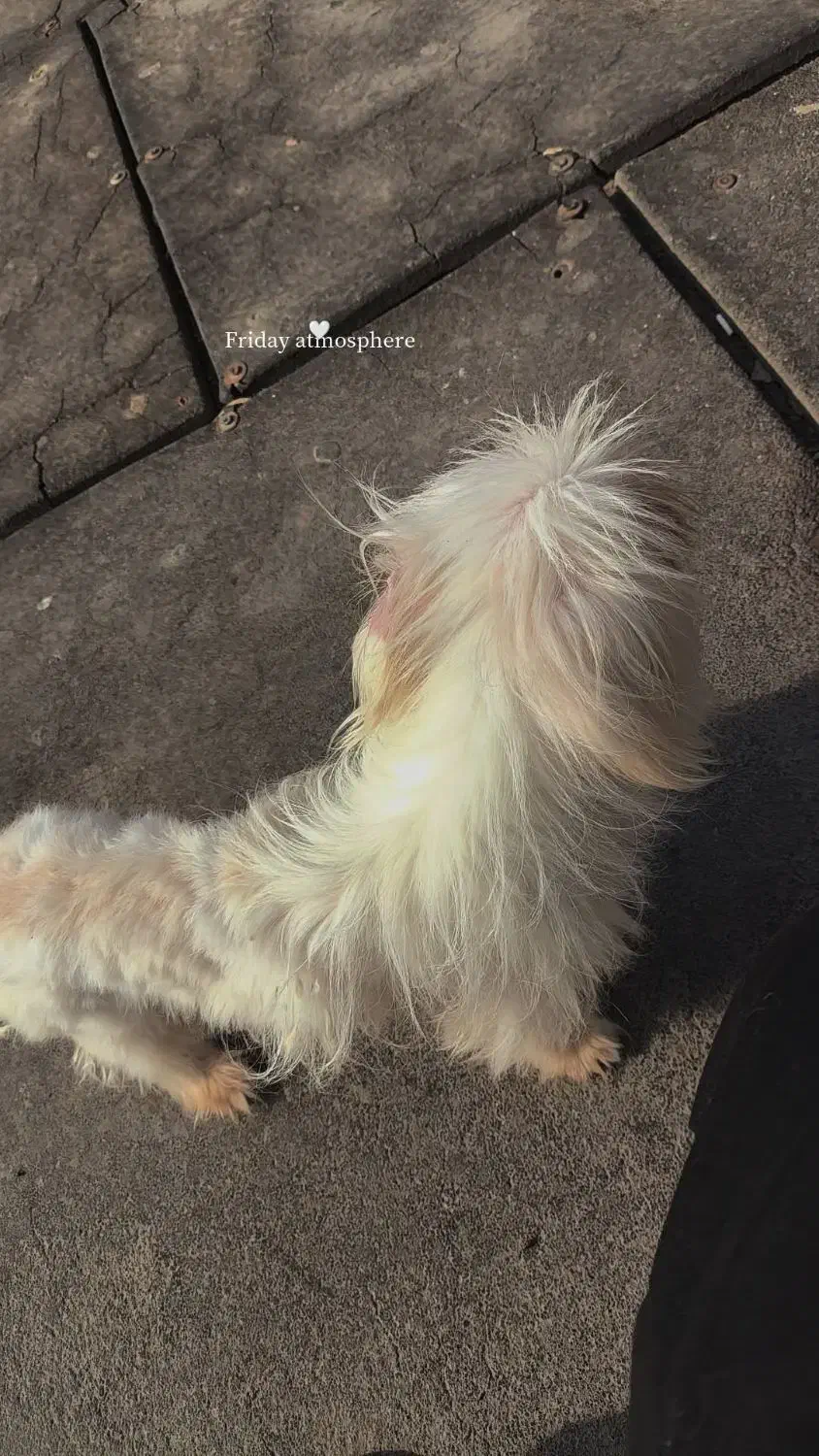 سگ شیتزو|سگ|بندر امام خمینی, |دیوار