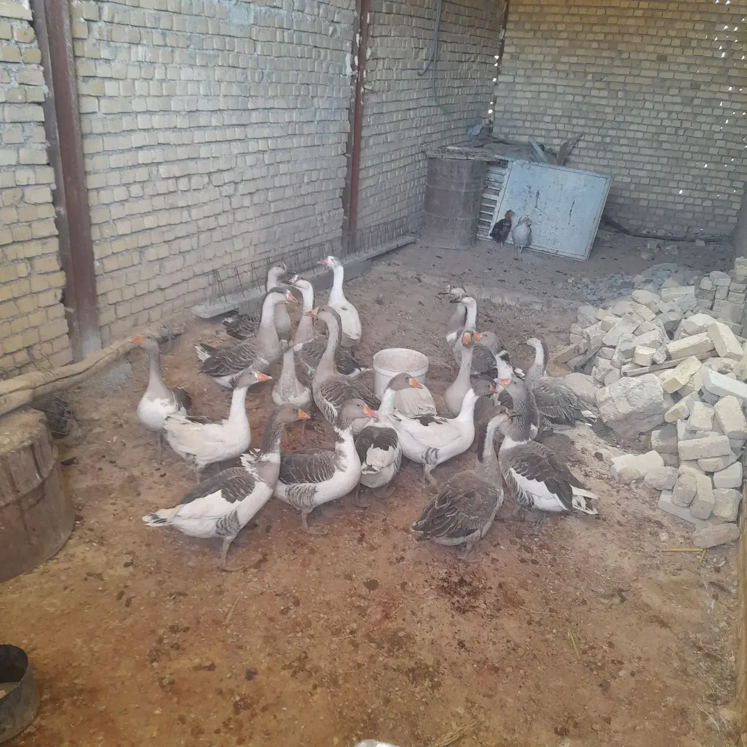 غاز|حیوانات مزرعه|فیروزآباد (لرستان), |دیوار