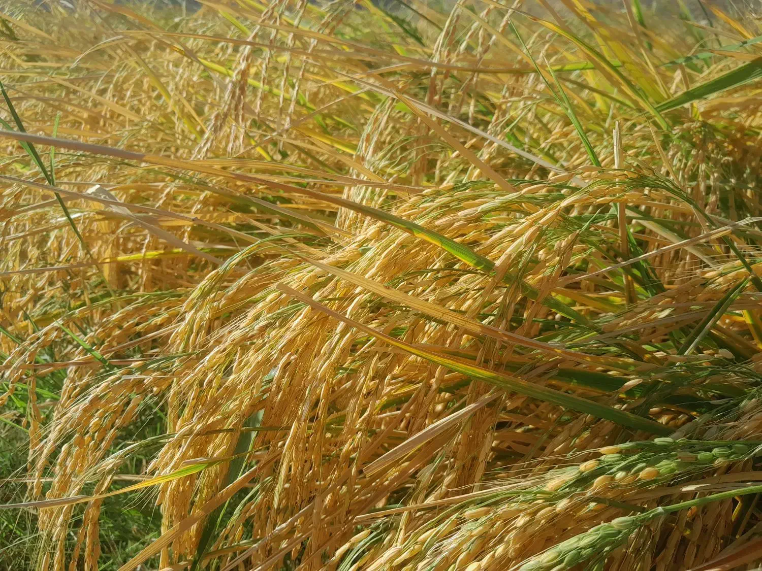 برنج علی کاظمی خو ش پخت دربیرانشهر|خوردنی و آشامیدنی|بیرانوند, |دیوار