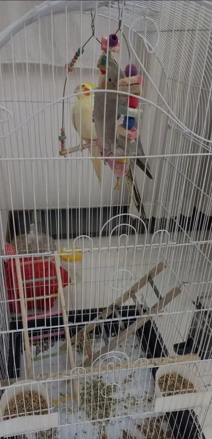 پرنده|پرنده|گرمدره, |دیوار