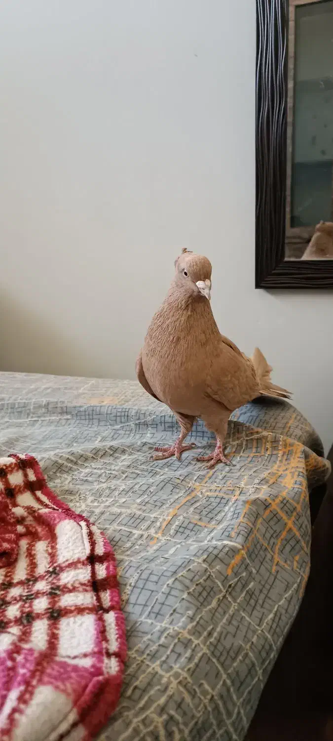 کبوتر زرد کاکولی نر|پرنده|شیراز, آبیاری|دیوار