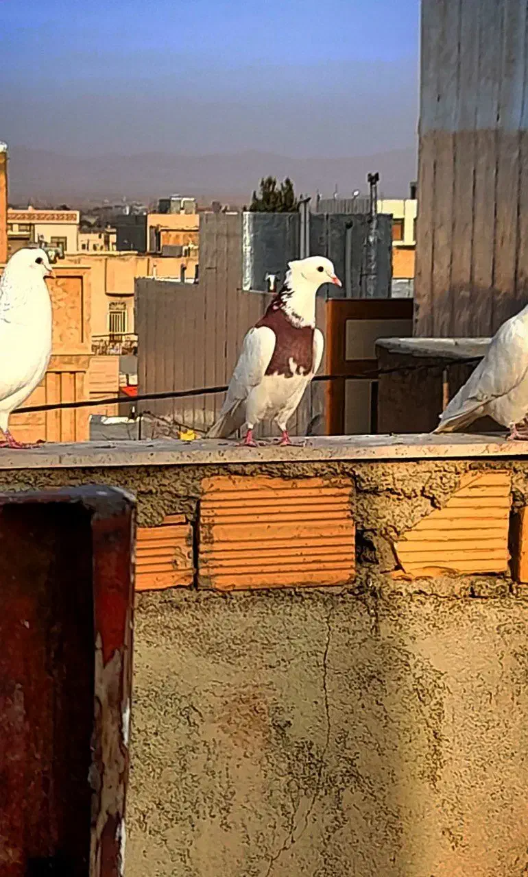 کبوتر طوقی|پرنده|قوچان, |دیوار