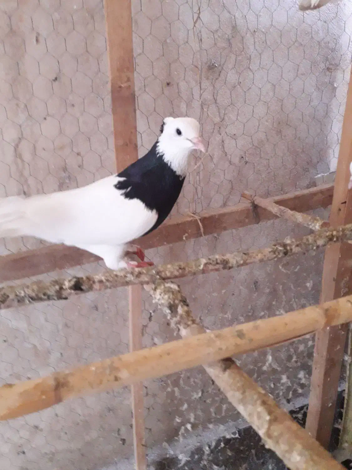 کبوتر طوقی و سار ۸۰۰۰۰۰۰تومان|پرنده|گنبد کاووس, |دیوار