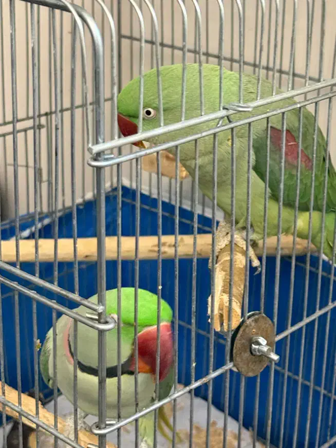 یک جفت شاه طوطی شاه تخم|پرنده|اصفهان, سپاهانشهر|دیوار