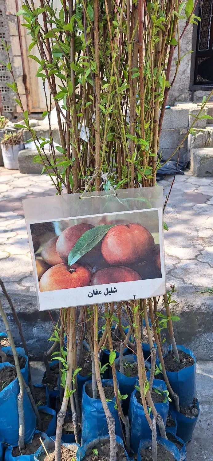 فروش نهال|گل و گیاه طبیعی|توتکابن, |دیوار