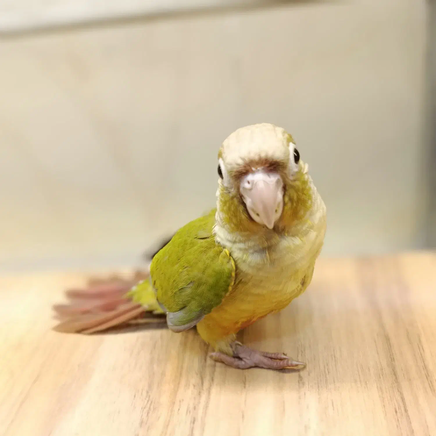 گرینچیک های بامزه|پرنده|قم, نخودی|دیوار