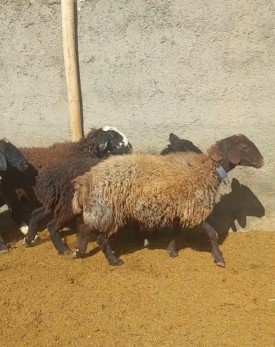 پنج راس میش درجه یک جوان|حیوانات مزرعه|بهمن صغاد, |دیوار