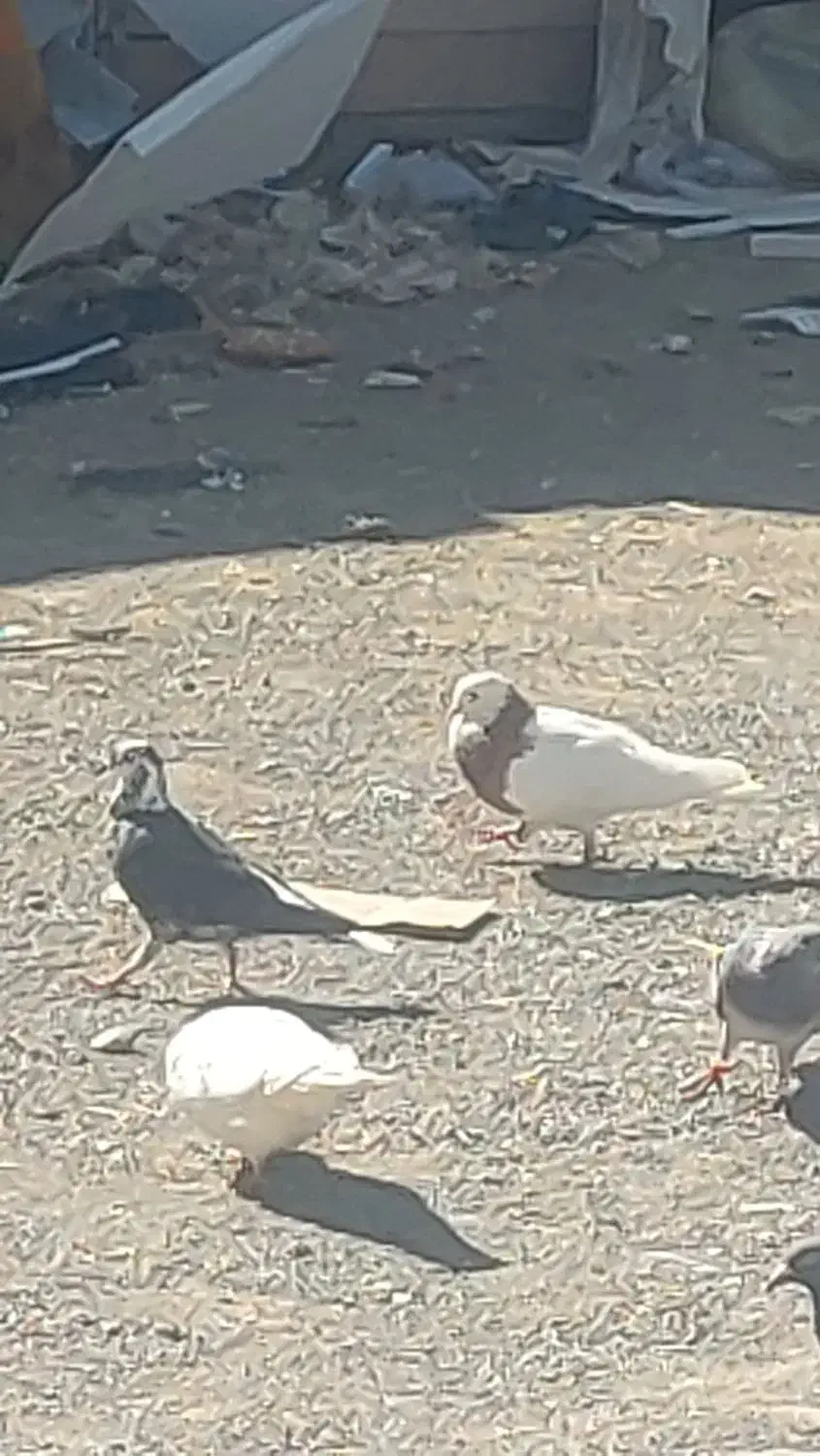 پرنده|پرنده|سرداران, |دیوار