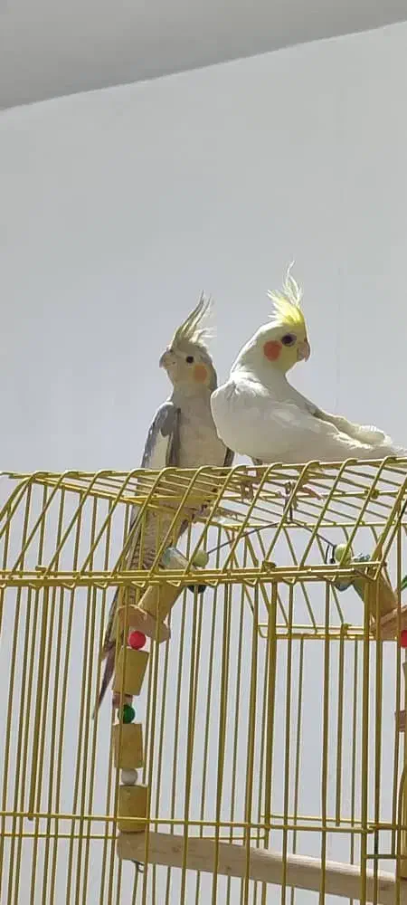 عروس هلندی|پرنده|بومهن, |دیوار