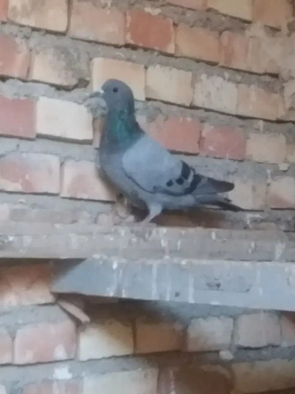 کبوتر نر|پرنده|سلماس, |دیوار