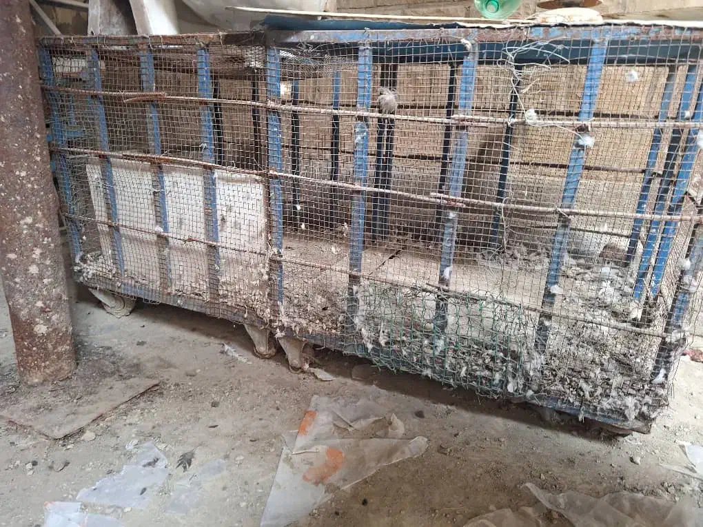 قفس پرنده|لوازم جانبی حیوانات|مسجد سلیمان, |دیوار