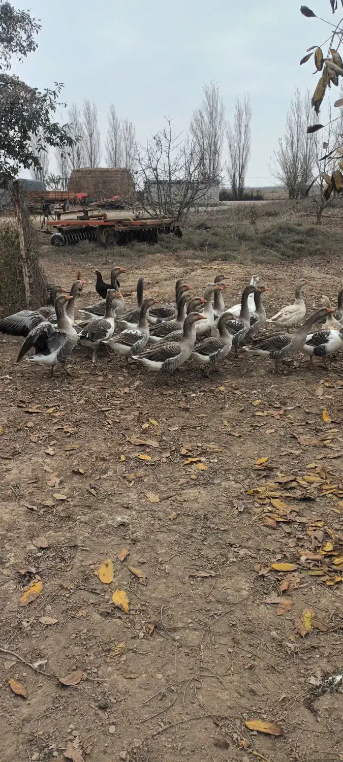 غاز محلی باقیمت مناسب|حیوانات مزرعه|پارس‌آباد, |دیوار