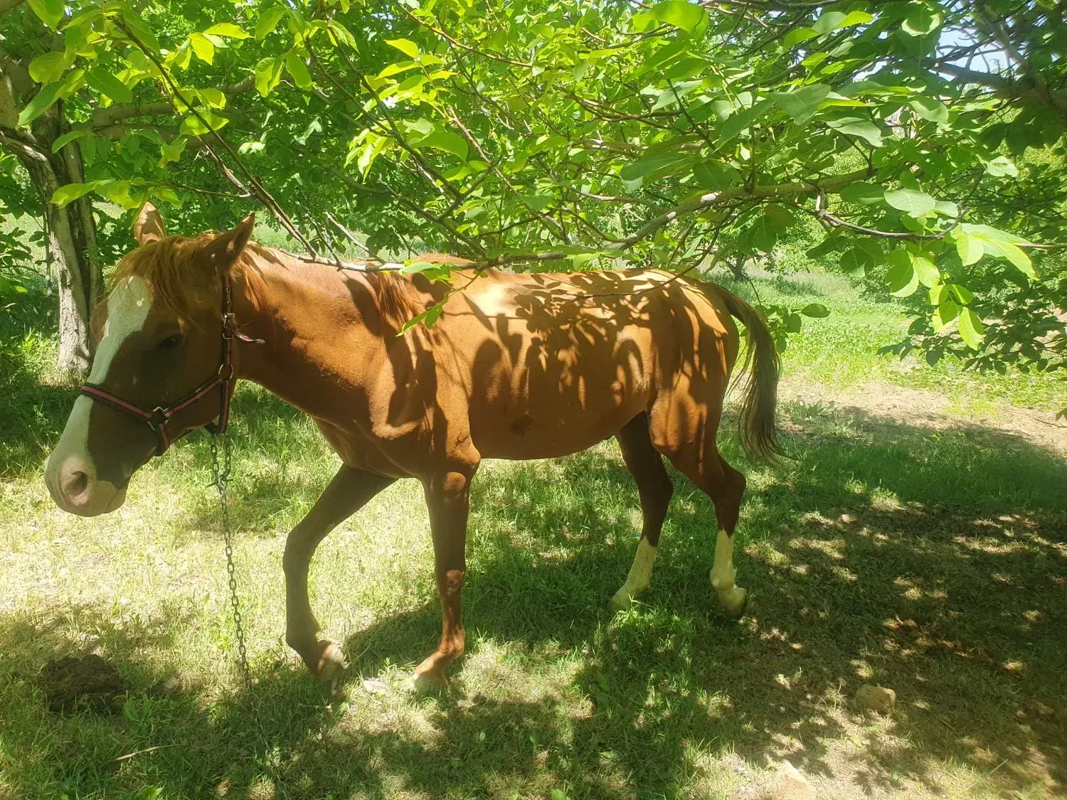 اسب|اسب و تجهیزات اسبسواری|شازند, |دیوار