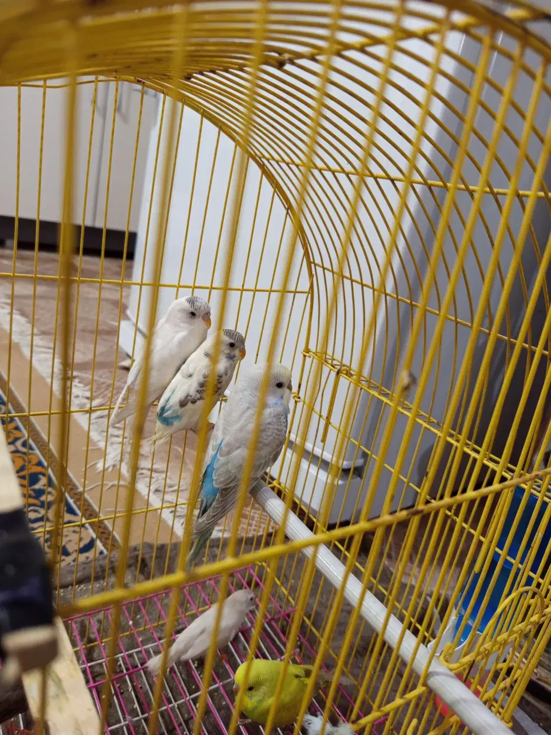 مرغ عشق|پرنده|تربت جام, میان جام|دیوار